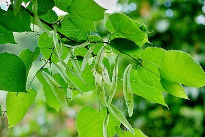 Tilia miqueliana - lípa Miquelova - blanité listeny u květenství, listy